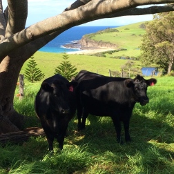 These fluffy-eared young Black Angus moo-cows munch the grass until it’s the right length for the chickens to roam on, then move on to the next picturesque patch of land.