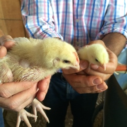 One week later... Even hormone-free, antibiotic-free ‘meat’ chickens grow up FAST.