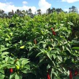 Foreground: chillies: Middle ground: a wall of basil. Background: gum trees.