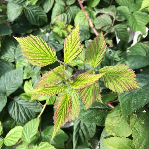 New growth on the raspberry canes so green it’ll put your eye out.